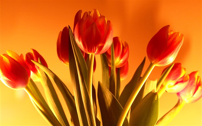 Large tulip wallpaper (1) #20