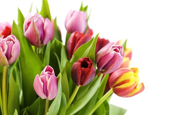 Velký tulipán tapetu (2) #4