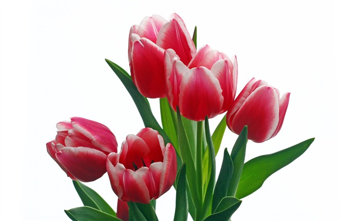 Large tulip wallpaper (2) #10