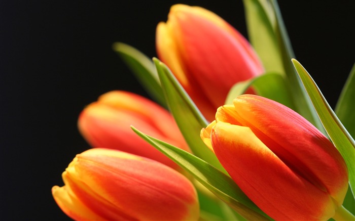 Large tulip wallpaper (2) #12