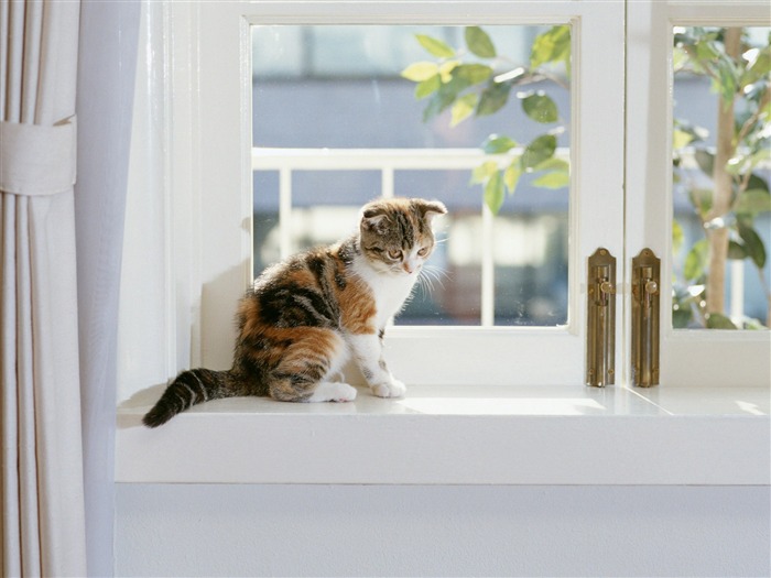 1600 Cat Foto Tapety (7) #12