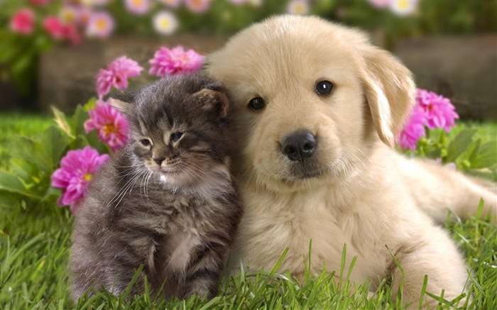 Puppy Photo HD Wallpaper (8) #19