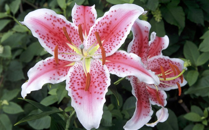 fleurs fond d'écran Widescreen close-up (1) #1