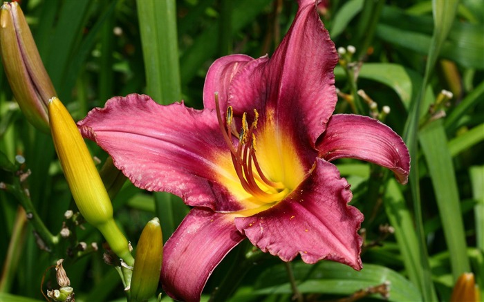 fleurs fond d'écran Widescreen close-up (1) #2