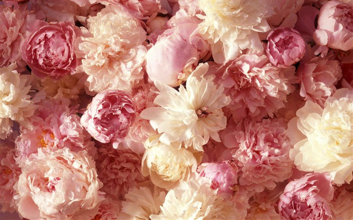 Widescreen-Wallpaper Blumen close-up (1) #5