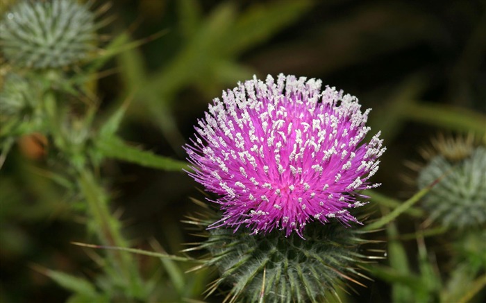 fleurs fond d'écran Widescreen close-up (1) #13