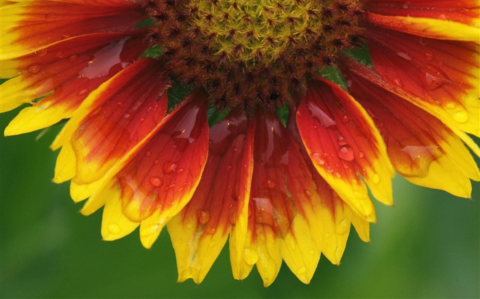 fleurs fond d'écran Widescreen close-up (1) #14