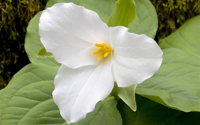 fleurs fond d'écran Widescreen close-up (1) #15