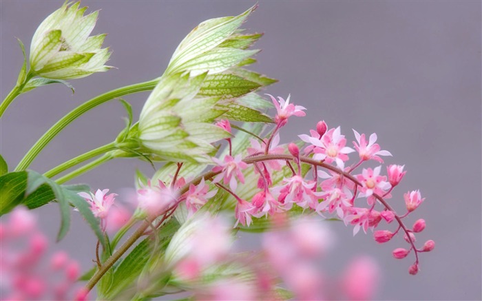 fleurs fond d'écran Widescreen close-up (1) #17