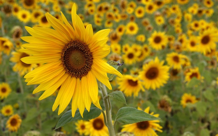 fleurs fond d'écran Widescreen close-up (1) #19