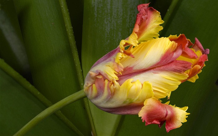 fleurs fond d'écran Widescreen close-up (1) #20