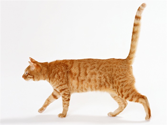 1600猫の写真壁紙(8) #20