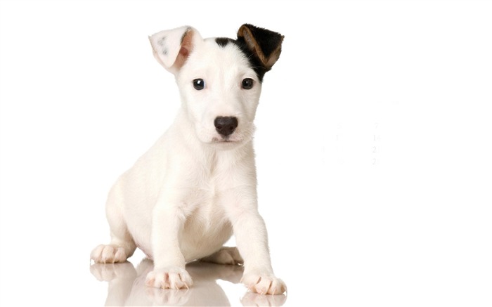 Puppy Photo HD wallpapers (9) #5