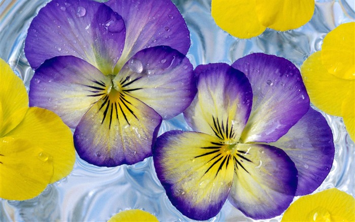 Widescreen-Wallpaper Blumen close-up (2) #1