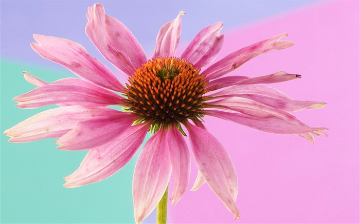 fleurs fond d'écran Widescreen close-up (2) #3