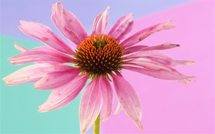 Widescreen wallpaper flowers close-up (2) #3