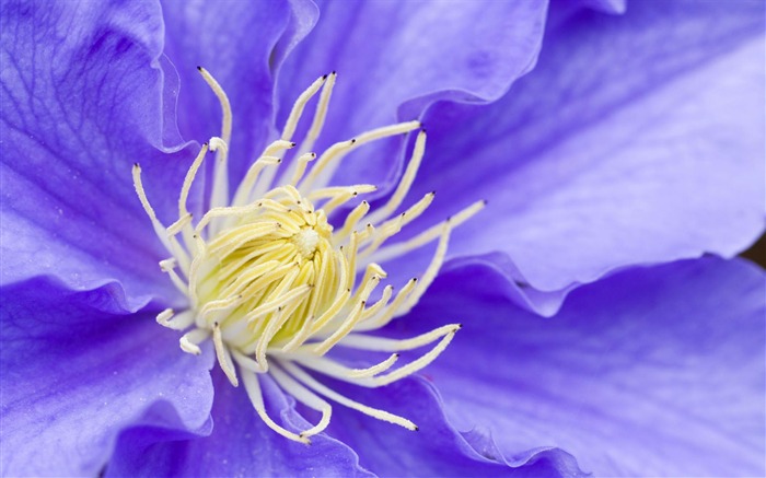 fleurs fond d'écran Widescreen close-up (2) #7