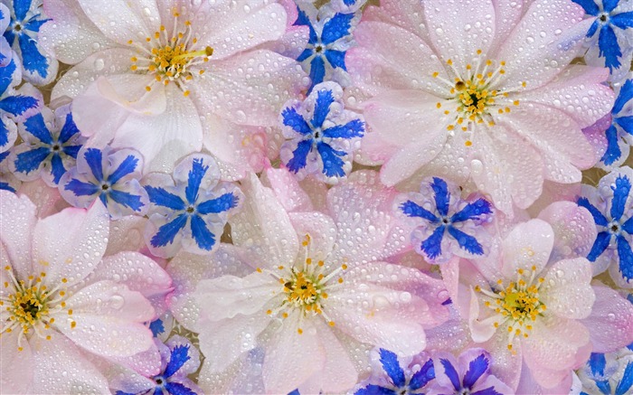 fleurs fond d'écran Widescreen close-up (2) #13