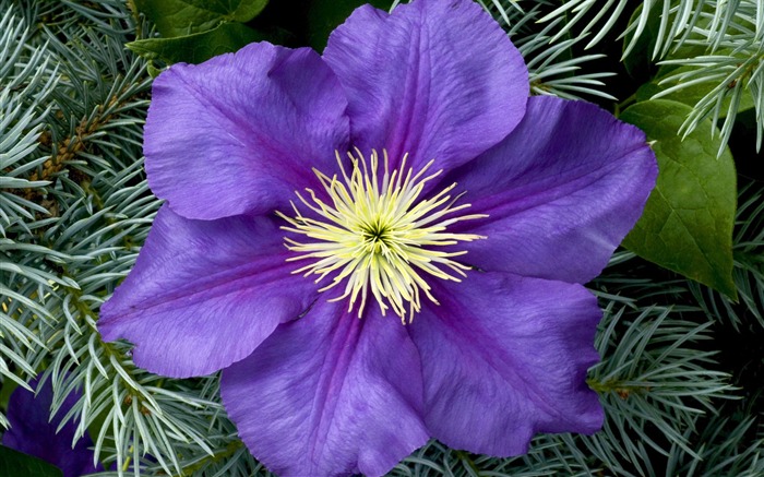 fleurs fond d'écran Widescreen close-up (2) #14