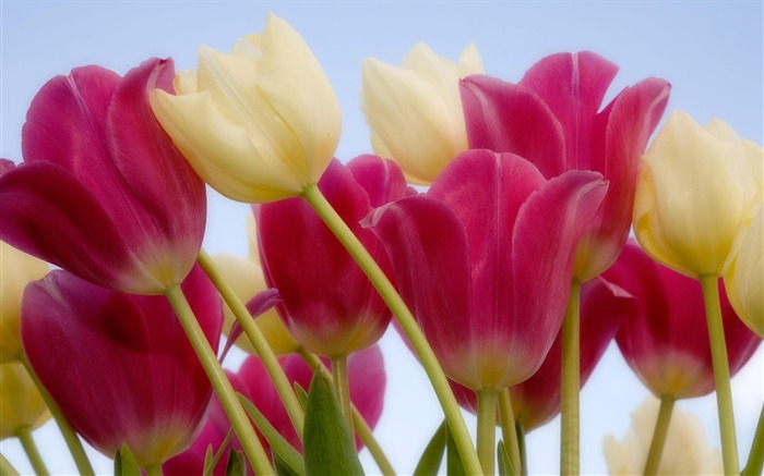 fleurs fond d'écran Widescreen close-up (2) #19