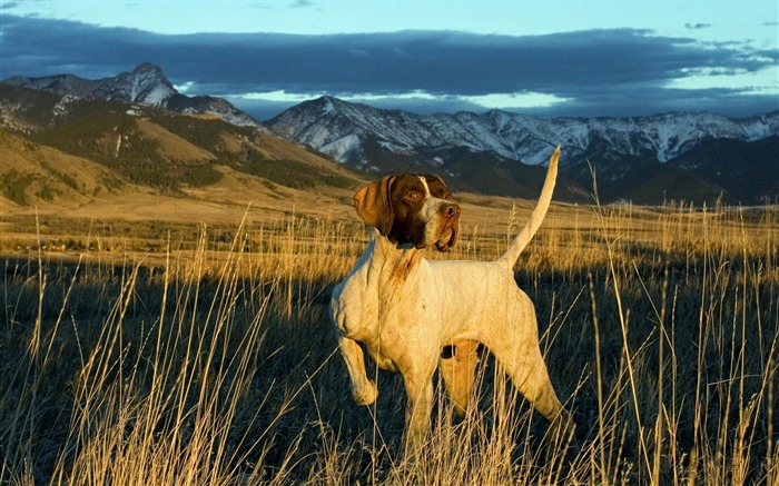 Cachorro de fotos HD fondos de escritorio (10) #2