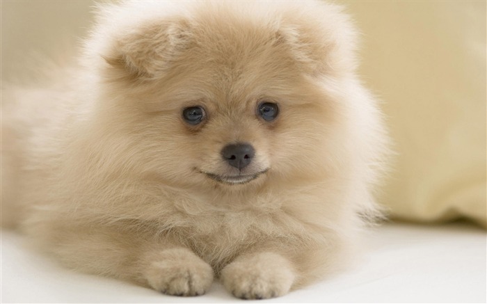 Puppy Photo HD Wallpaper (10) #12