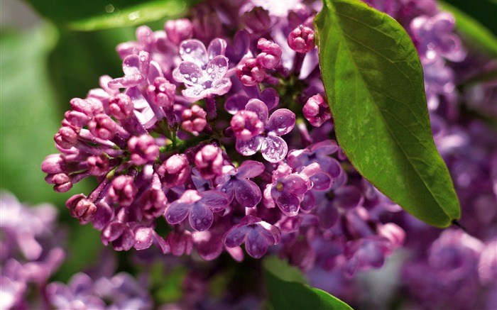 fleurs fond d'écran Widescreen close-up (3) #1