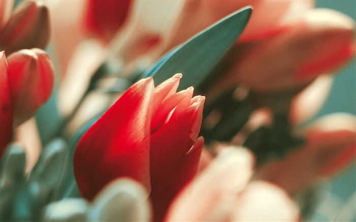 Widescreen-Wallpaper Blumen close-up (3) #2