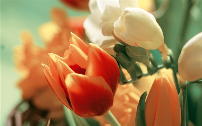 Widescreen wallpaper flowers close-up (3) #20