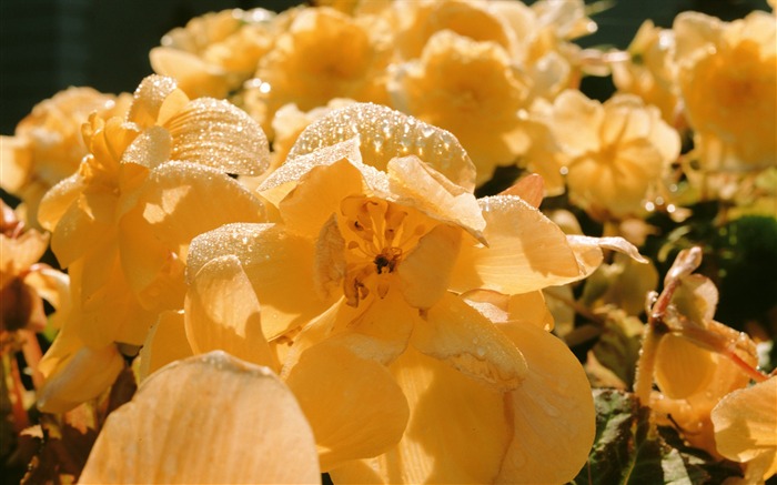 fleurs fond d'écran Widescreen close-up (4) #8