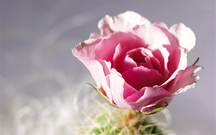 Widescreen wallpaper flowers close-up (4) #11