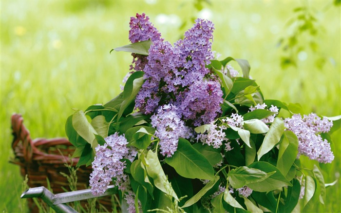 fleurs fond d'écran Widescreen close-up (4) #13