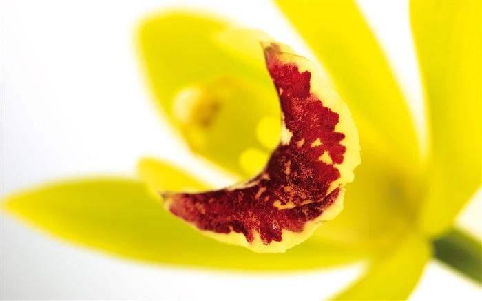 Širokoúhlý tapety květiny close-up (4) #15