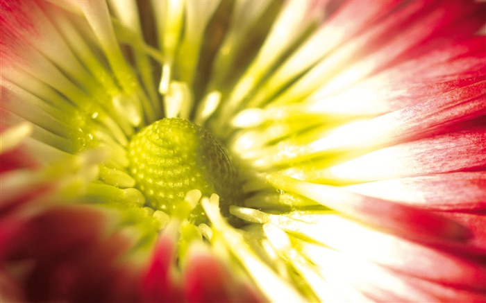 fleurs fond d'écran Widescreen close-up (4) #16