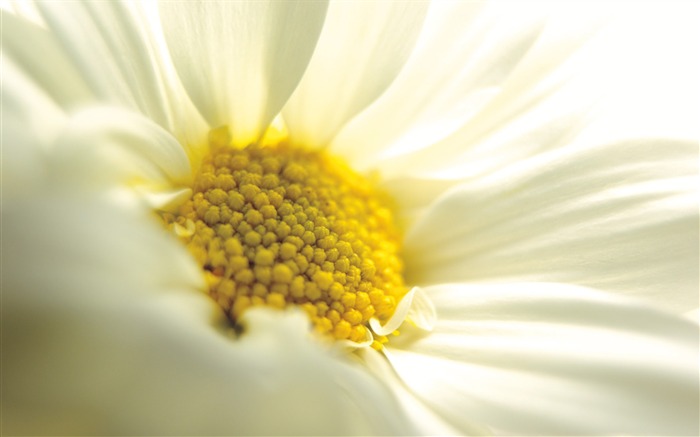 fleurs fond d'écran Widescreen close-up (4) #17