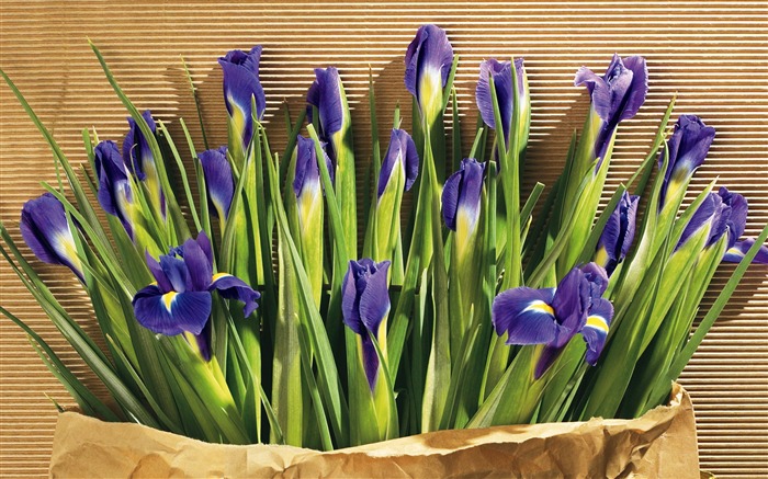 fondos de escritorio de flores con pantalla ancha de cerca (5) #3
