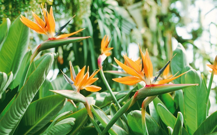 fleurs fond d'écran Widescreen close-up (5) #8