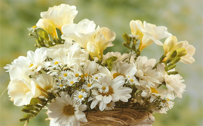 Widescreen wallpaper flowers close-up (5) #11