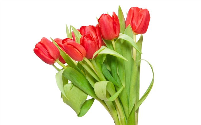 Velký tulipán tapetu (3) #6
