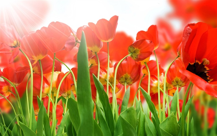 Large tulip wallpaper (3) #13