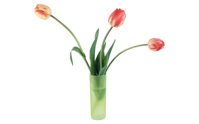 fondos de escritorio de gran tulipán (4) #6