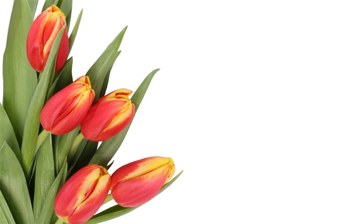 fondos de escritorio de gran tulipán (4) #7