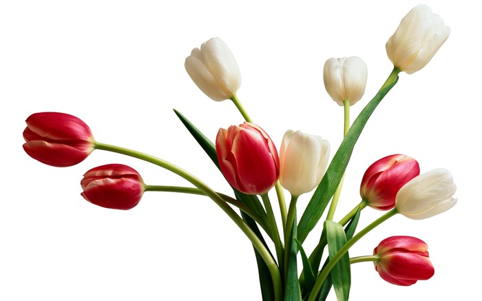 Velký tulipán tapetu (4) #9