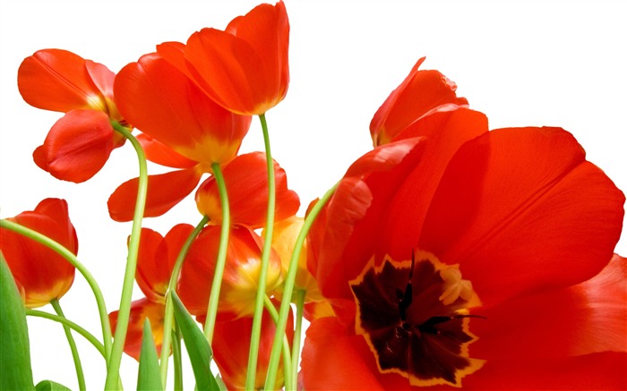 fondos de escritorio de gran tulipán (4) #12