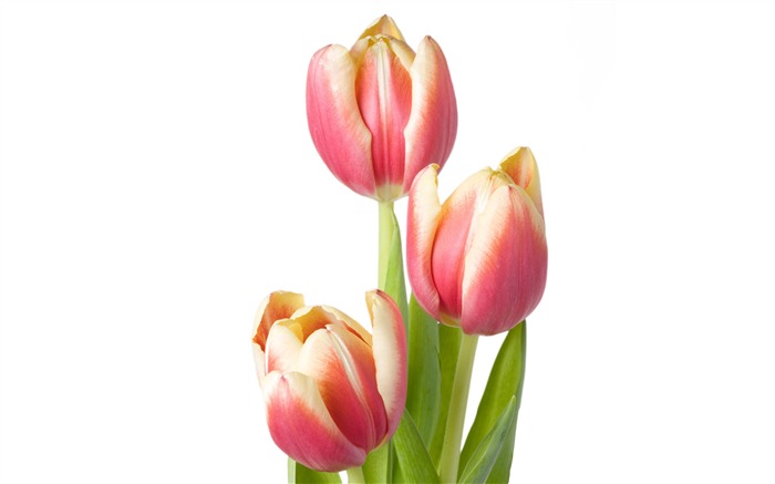 Large tulip wallpaper (4) #14