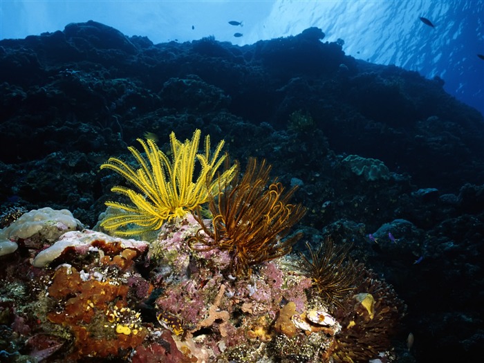 Diversión bajo el agua Mundo (3) #14