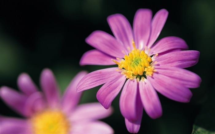 fleurs fond d'écran Widescreen close-up (7) #1