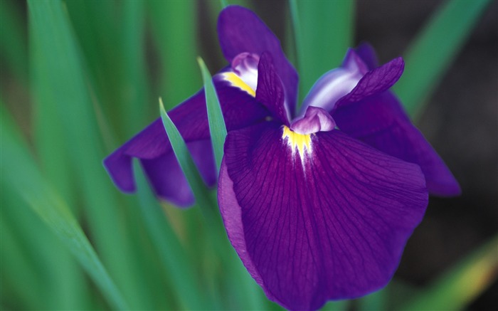 fleurs fond d'écran Widescreen close-up (7) #2