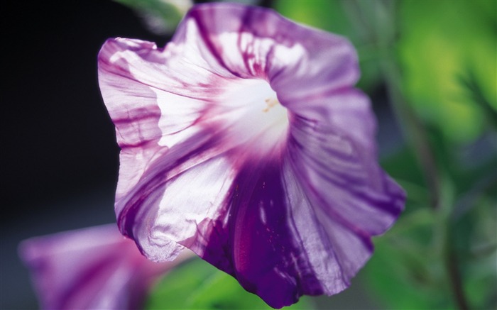 fleurs fond d'écran Widescreen close-up (7) #5