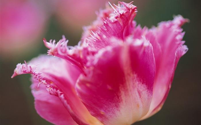 fleurs fond d'écran Widescreen close-up (7) #6